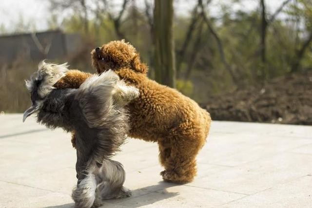 为什么养过泰迪犬的人都说不要养母的这几点太可怕了