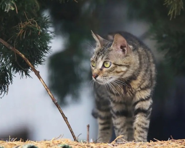 性价比高的猫喜欢养猫的可别错过了