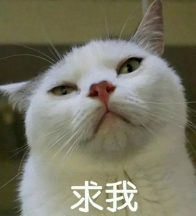 怎样才能成功地让猫咪去寻找？急，在线等等