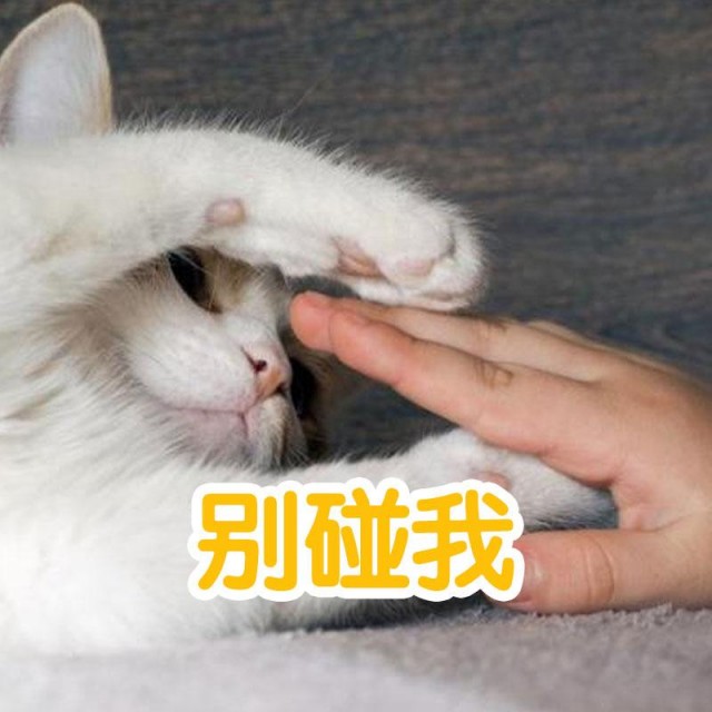 为何你的猫主人不会碰你的爪子，其实就是这些原因